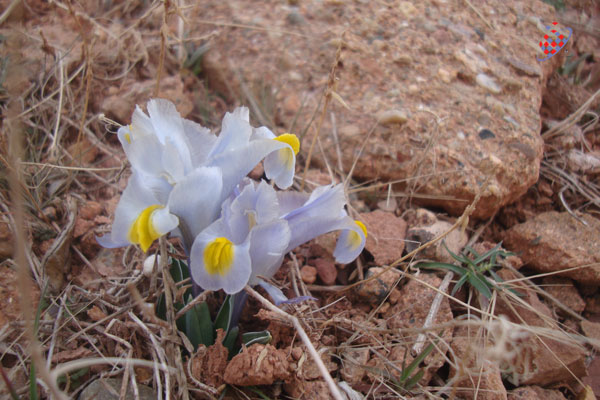 زنبق -Iris- Tofigh Vahidi Azar- توفیق وحیدی آذر - ٍعینالی- Eynali